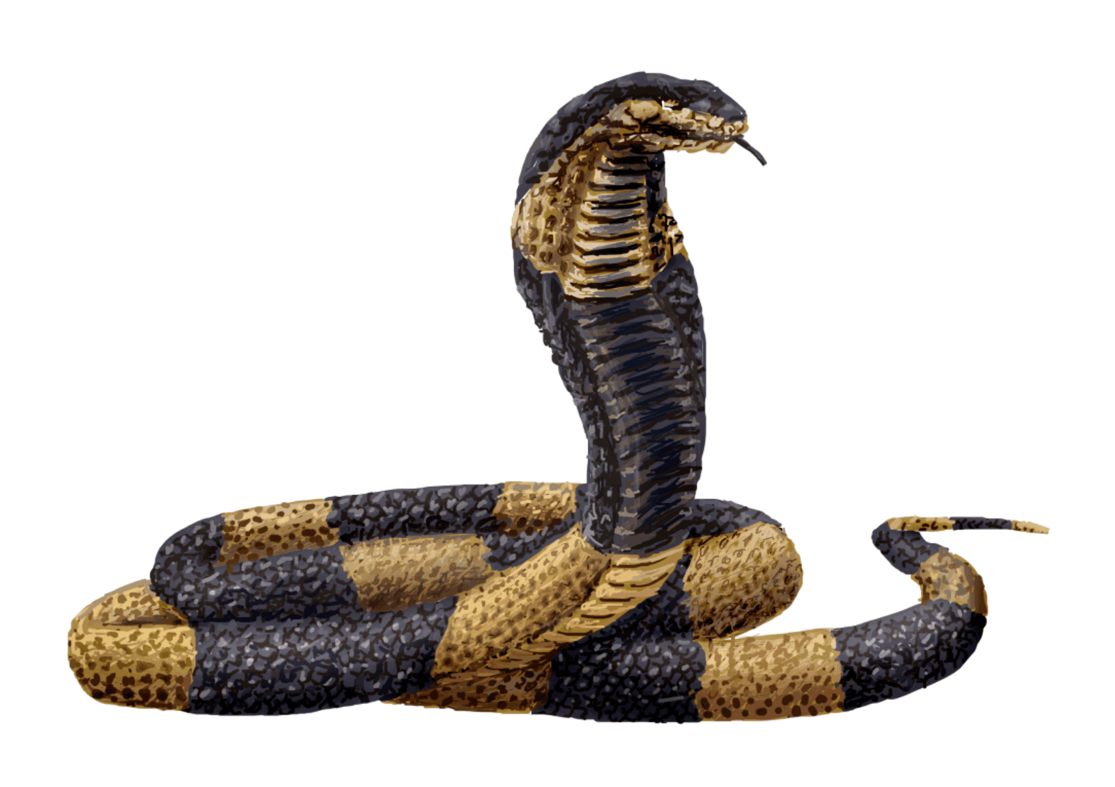 Cobra